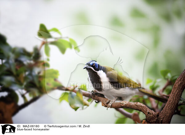 Blauohr-Honigfresser / blue-faced honeyeater / MAZ-06180