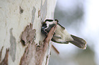 blue-faced honeyeater