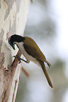 blue-faced honeyeater