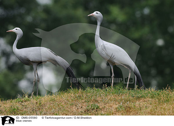 Paradieskraniche / blue cranes / DMS-05580