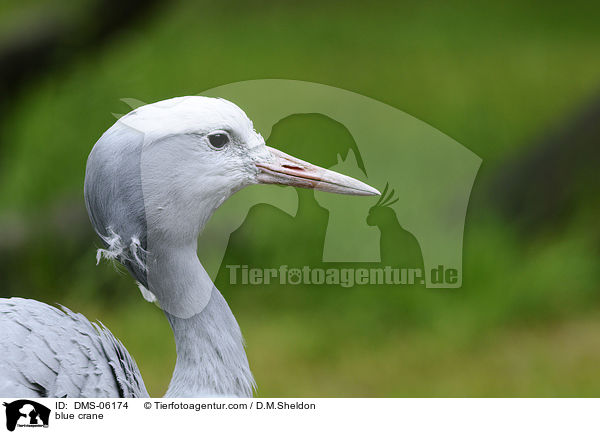 Paradieskranich / blue crane / DMS-06174