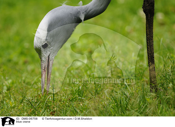 Paradieskranich / blue crane / DMS-06758