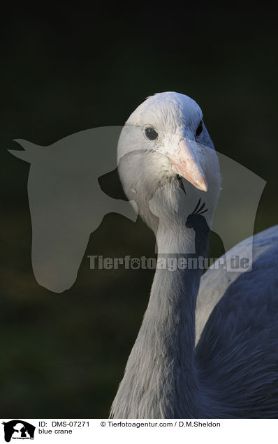 Paradieskranich / blue crane / DMS-07271