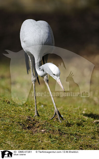 blue crane / DMS-07281