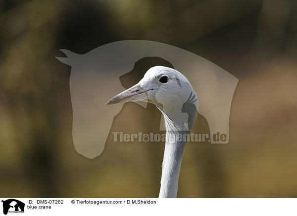 Paradieskranich / blue crane / DMS-07282