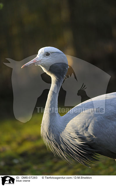 Paradieskranich / blue crane / DMS-07283