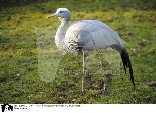 Paradieskranich / blue crane / DMS-07284