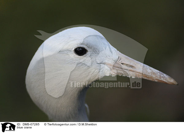 Paradieskranich / blue crane / DMS-07285