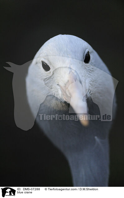 Paradieskranich / blue crane / DMS-07288