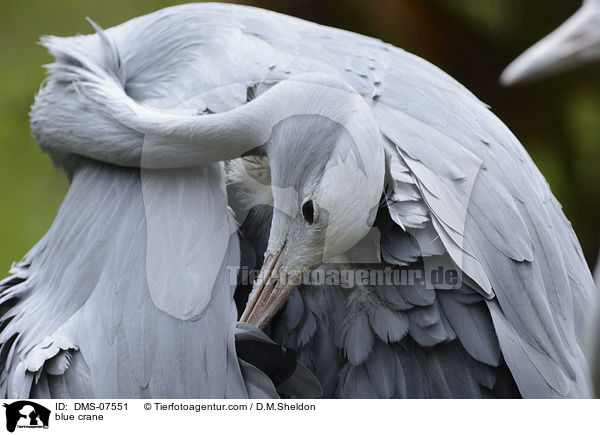 Paradieskranich / blue crane / DMS-07551