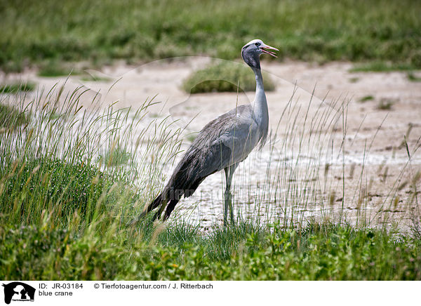 Paradieskranich / blue crane / JR-03184
