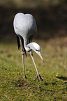 blue crane
