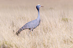 blue crane