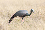 blue crane