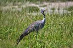 blue crane