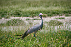 blue crane