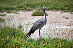 blue crane