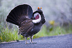 blue grouse