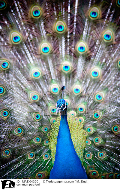 Blauer Pfau / common peafowl / MAZ-04300