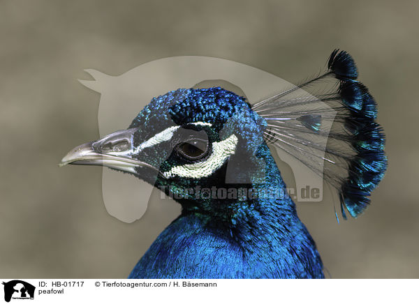 peafowl / HB-01717