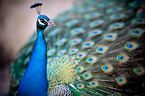 common peafowl