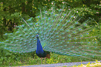 Blue Peafowl