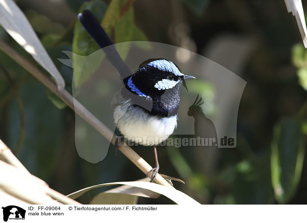 Prachtstaffelschwanz Mnnchen / male blue wren / FF-09064