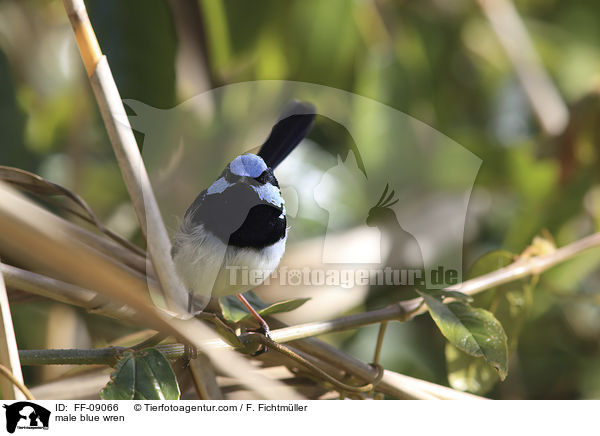 Prachtstaffelschwanz Mnnchen / male blue wren / FF-09066