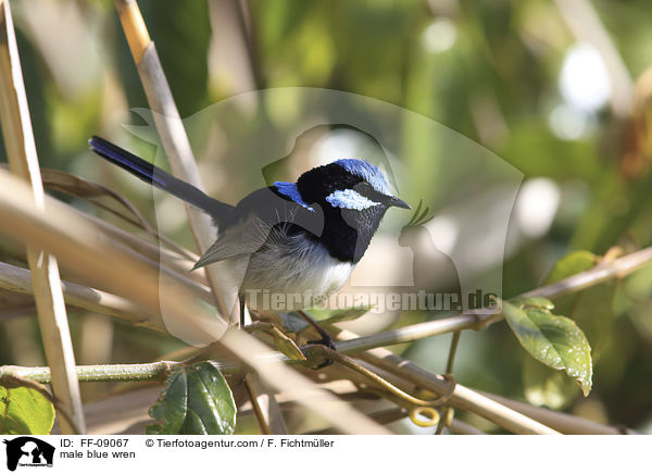 Prachtstaffelschwanz Mnnchen / male blue wren / FF-09067
