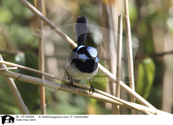 Prachtstaffelschwanz Mnnchen / male blue wren / FF-09068