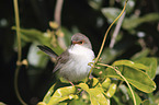 female blue wren