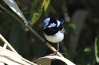 male blue wren