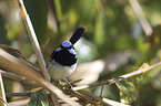 male blue wren