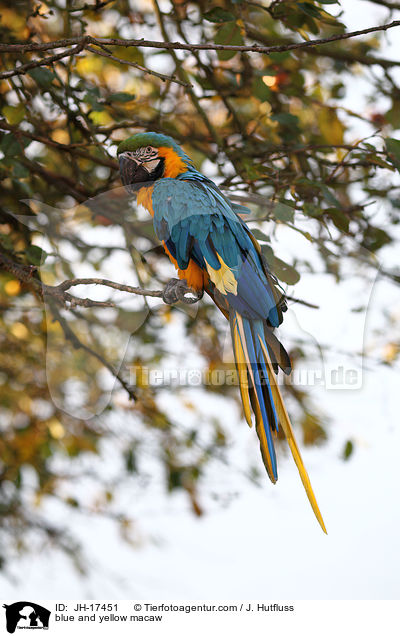 Gelbbrustara / blue and yellow macaw / JH-17451