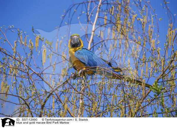 Gelbbrustara Vogelpark Marlow / blue and gold macaw Bird Park Marlow / SST-12890