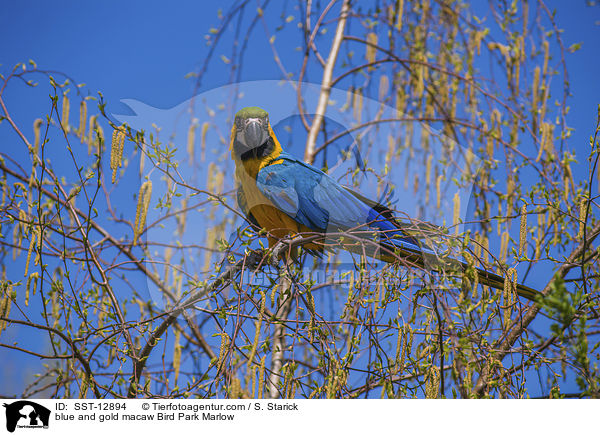 Gelbbrustara Vogelpark Marlow / blue and gold macaw Bird Park Marlow / SST-12894