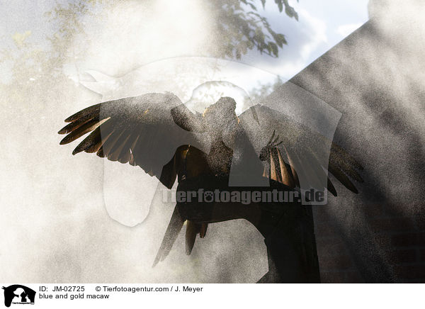 Gelbbrustara / blue and gold macaw / JM-02725