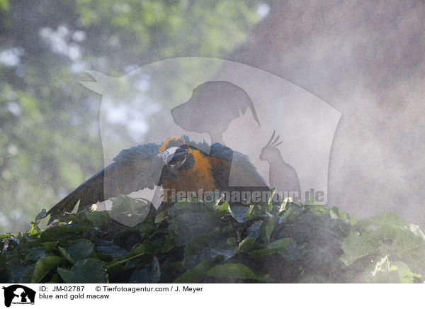 blue and gold macaw / JM-02787