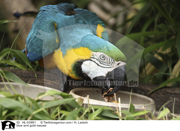 Gelbbrustara / blue and gold macaw / HL-03961