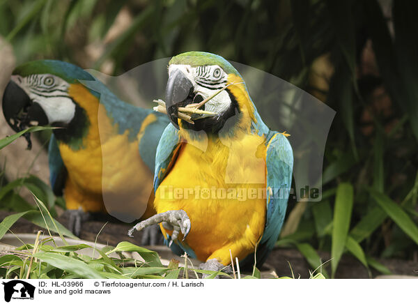 blue and gold macaws / HL-03966
