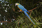 blue and yellow macaw