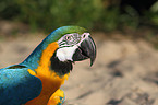 blue and gold macaw