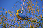 blue and gold macaw Bird Park Marlow