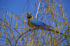blue and gold macaw Bird Park Marlow