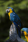 blue-and-yellow macaw