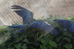 blue and gold macaws