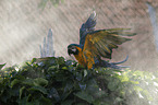 blue and gold macaw