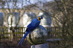 blue and gold macaw