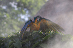 blue and gold macaw