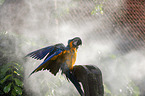 blue and gold macaw